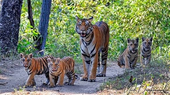 Canine Distemper Claims Another Tigress Cub In MP’s Kanha, Death Toll Rises To Nine