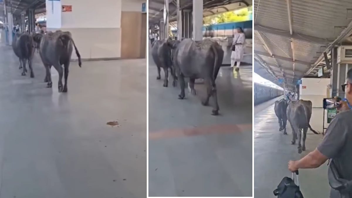 Buffalo Express Arrives! Two Buffaloes Take Platform Stroll At Bhopal’s Rani Kamlapati Station, Make Platform Dirty