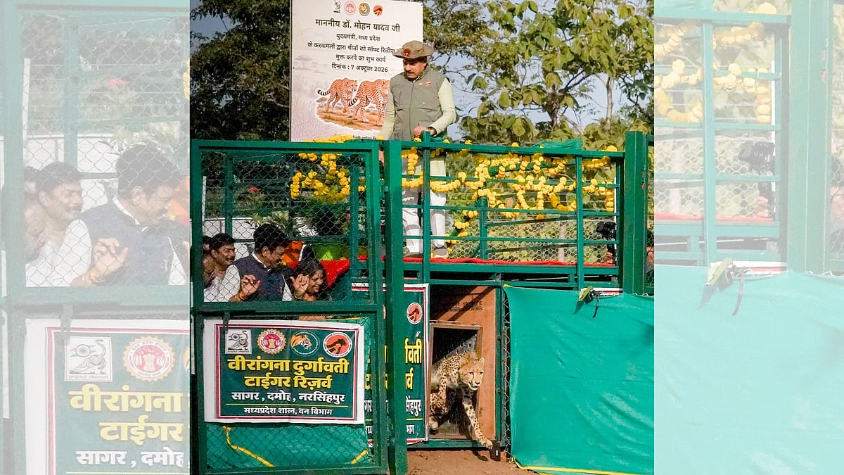 Cheetahs Get 3rd Habitat As CM Mohan Yadav Releases 2 Cheetahs In Veerangana Durgavati Tiger Reserve