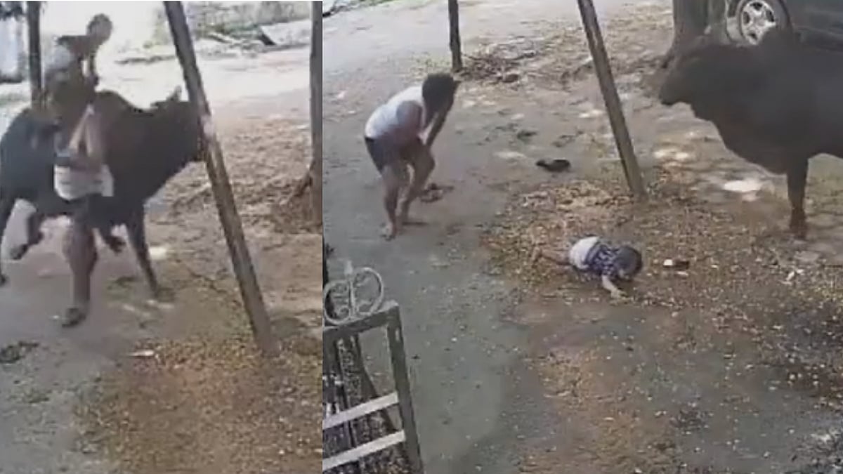 Chhattisgarh: Stray Bull Knocks Down Man Carrying Baby, Keeps Attacking Him As Woman Rescues Infant; CCTV Captures Chaos