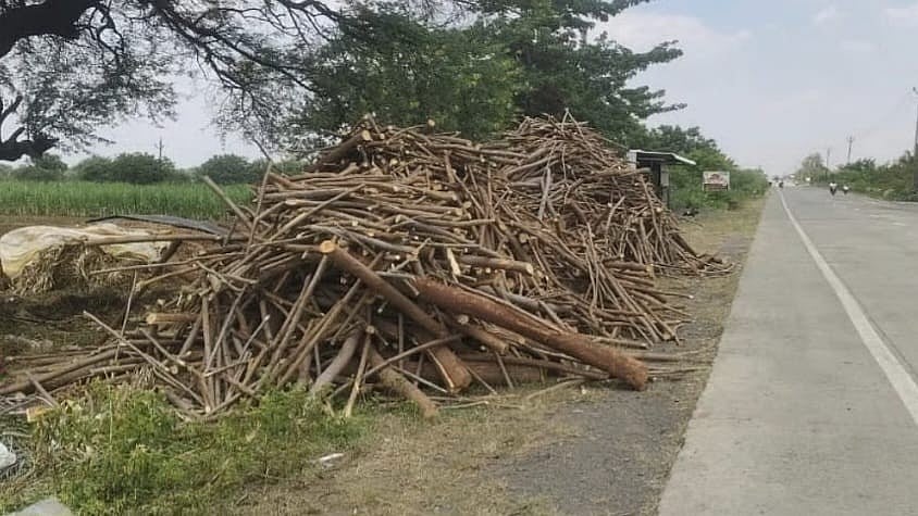 Beed: Rampant Tree Felling Sparks Drought Fears In Kaij