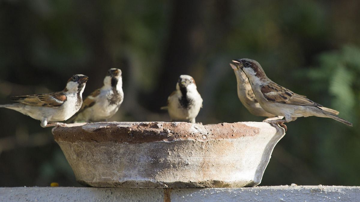 Thane Swelters Under Scorching Heat: Urban Birds Face Acute Water Crisis As Temperatures Soar