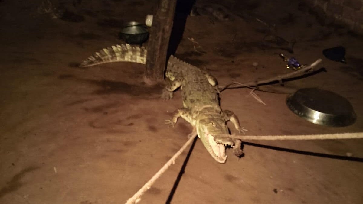 Woman Escapes Through Window With Son After Finding Crocodile Inside Home In Ratlam 