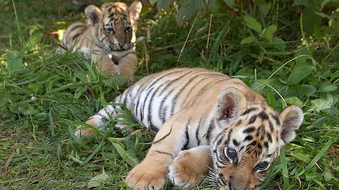 Two-Year-Old Tiger Rescued From House Courtyard In Mandla Village