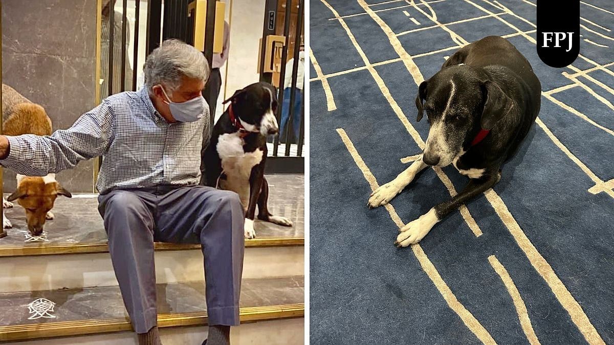 Ratan Tata’s Beloved Dog Goa Injured In Car Accident Outside Bombay House Ahead Of His 2nd Death Anniversary