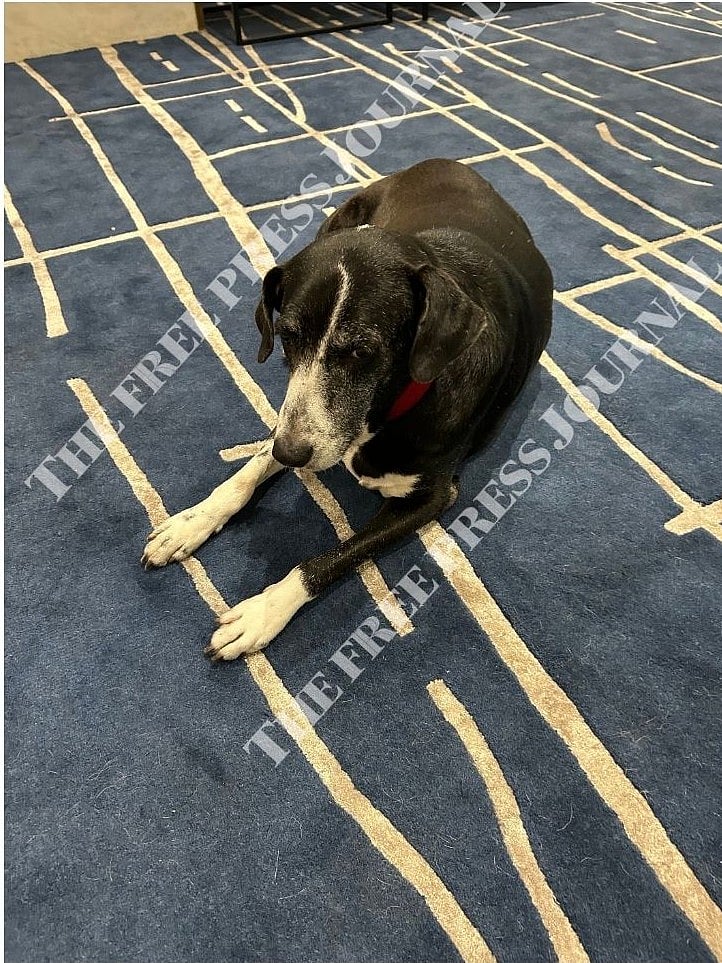 File Picture Of Dog Goa