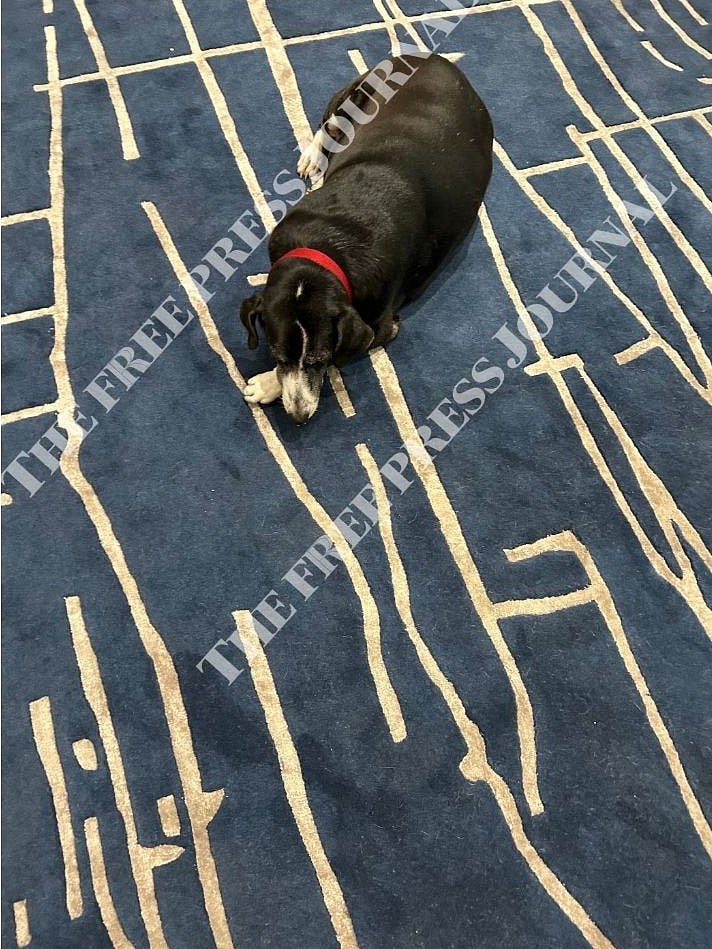 File Picture Of Dog Goa