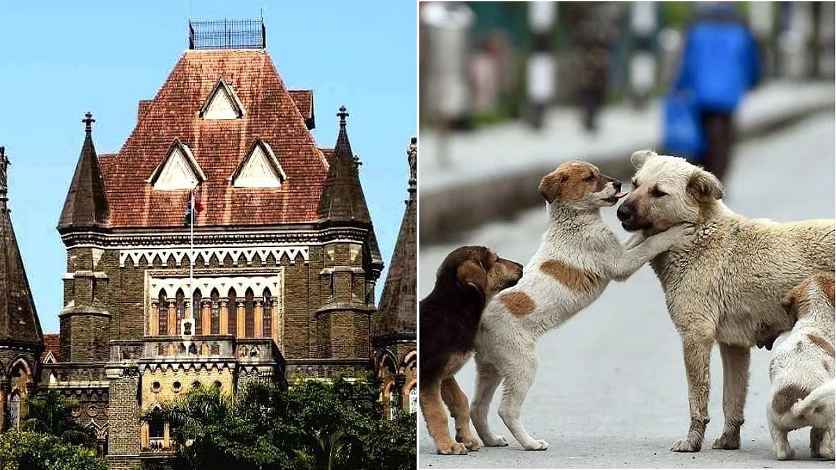 Bombay HC Seeks Maharashtra Stray Dog Census, Sterilisation Data And Anti-Rabies Vaccine Figures