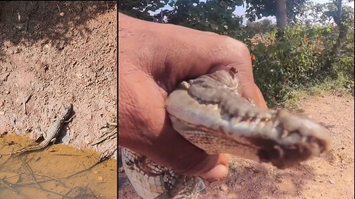 Rising Ken Water Level Leaves Baby Crocodile On Villager's Farm In Chhatarpur; Panna Tiger Reserve Team Called For Rescue | VIDEO