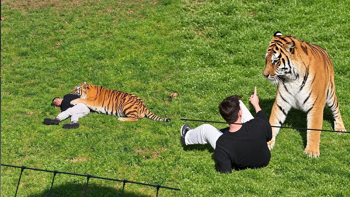 Man Mauled To Death By Tiger After Entering Enclosure At England's Yorkshire Wildlife Park; Disturbing Video Goes Viral