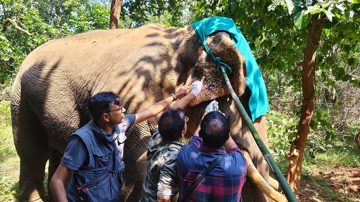 Wild Elephant Rescued Near Village In MP's Bandhavgarh, Tight Radio Collar Found Causing Neck Wound