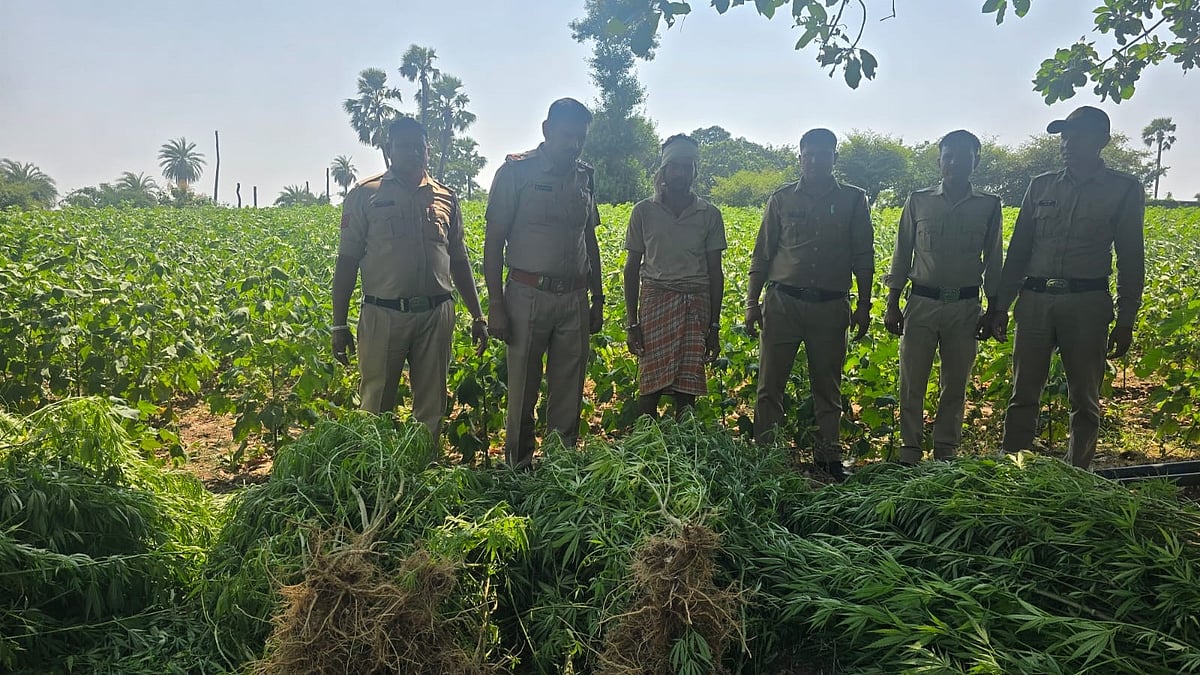 Police Seize 2,040 Cannabis Plants in Madhya Pradesh Bust