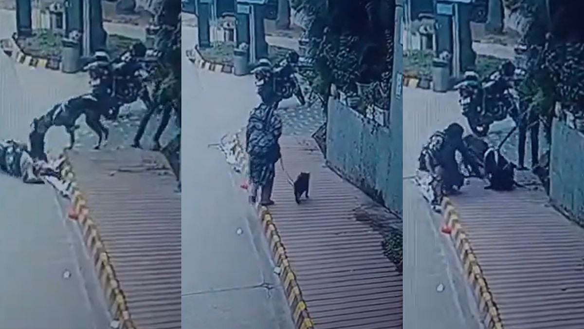 Horror In Noida: Unmuzzled Pet Dog Brutally Attacks Woman, Kills Her Pet