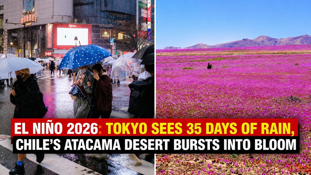 El Niño 2026: Tokyo Records 35 Days Of Rain As Chile’s Atacama Desert Bursts Into Bloom