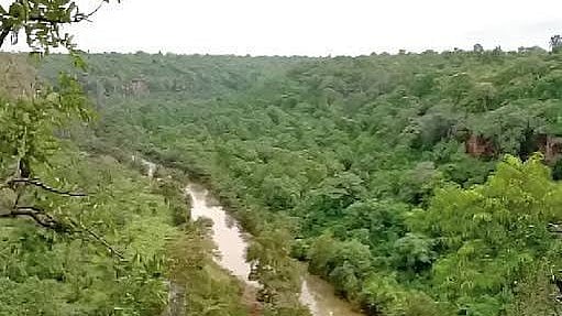 MP Forest Encroachment: Over 6.37 Lakh Hectares Of Forest Land Occupied Across 50 Districts; Indore Division Tops With 2.28 Lakh Hectares