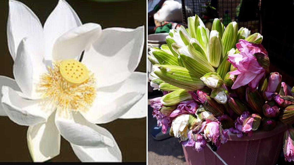 Thane Navratri 2026: Water Lilies Sold As Lotuses Outside Temples Spark Debate Over Botanical Identity And Wetland Conservation