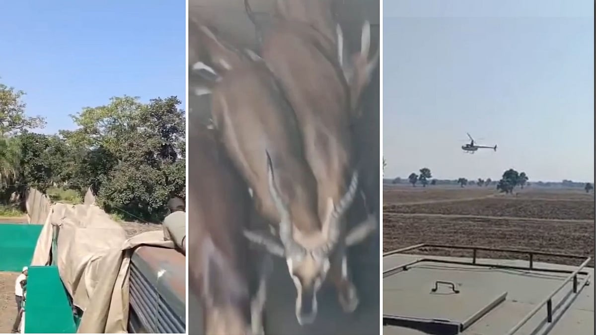 Over 170 Blackbucks Rescued In MP's Shujalpur Using South African Boma Technique; Know All About Translocation Method