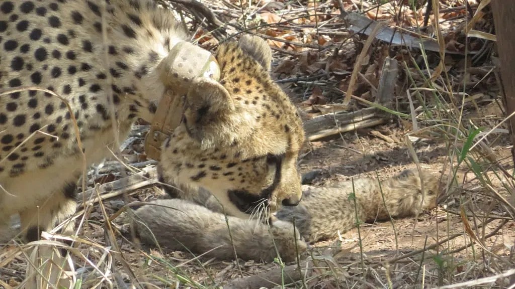 Project Cheetah Suffers Setback As Namibian Cheetah Aasha's 8-Month-Old Cub Found Dead In MP's Kuno; Autopsy Awaited