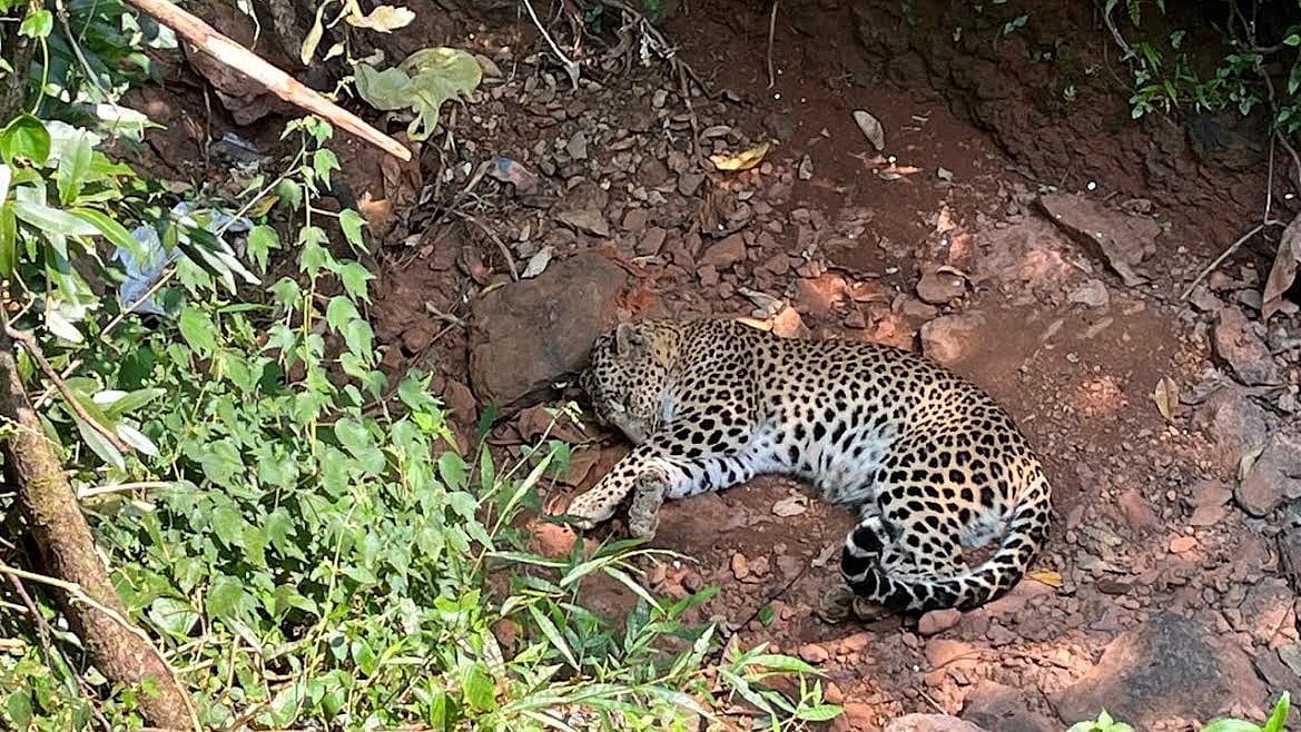 Karad: Injured Leopard Found In Koynanagar Settlement, Three-Hour Rescue Delay Raises Questions |PHOTOS