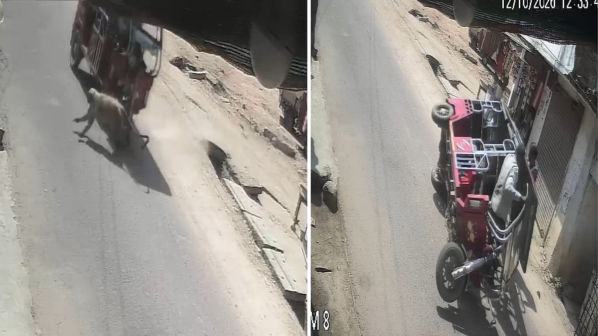 Speeding E-Rickshaw Overturns After Monkey Suddenly Crosses Road In MP's Chhatarpur, 2 Injured | CCTV Footage