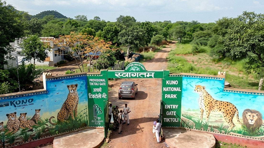 MP's Kuno Refuses To Disclose Cheetah Autopsy Reports Citing Foreign Relations, Wildlife Activist Questions RTI Exemption