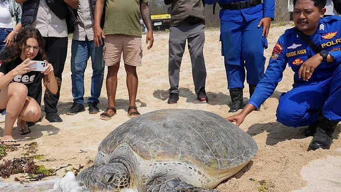 Indonesia Releases 20 Endangered Green Sea Turtles Into Ocean After Foiling Bali Smuggling Attempt