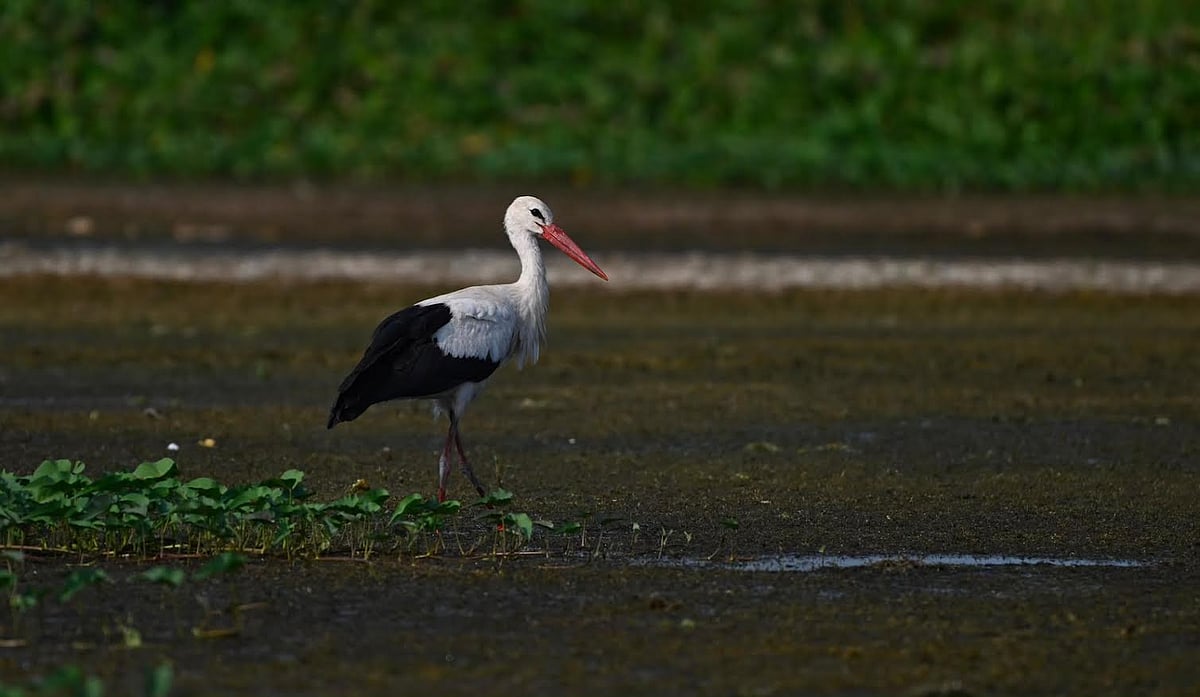 Nashik: White Stork Returns To Nandur Madhyameshwar Sanctuary After Several Years |VIDEO