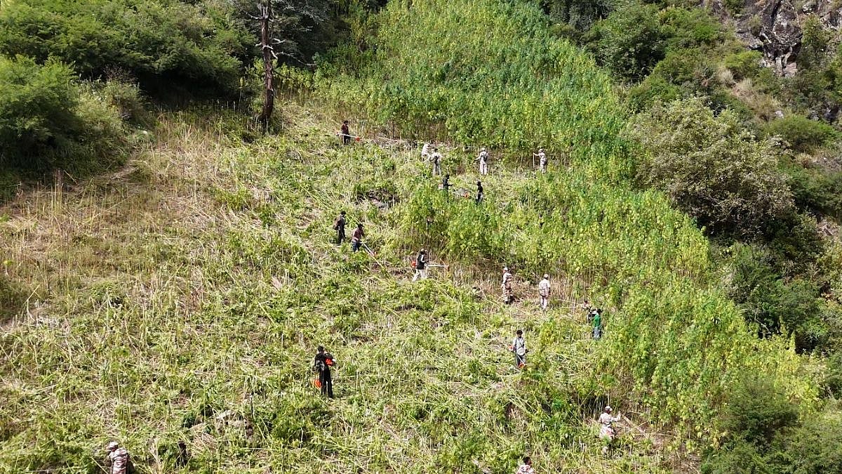Himachal Pradesh: NCB-Led Operation Destroys 592 Acres Of Illicit Cannabis Cultivation In Kullu’s Parvati Valley, Expand Drive Towards Kasol And Chamba