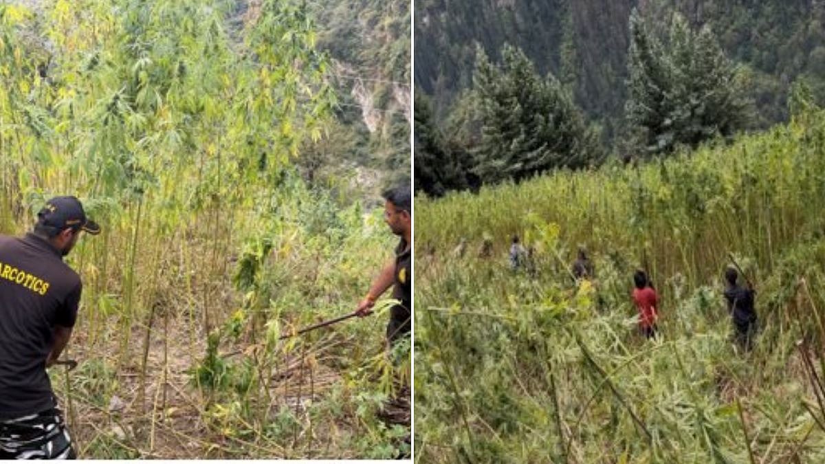 Operation Parivartan: Central Bureau Of Narcotics Destroys 5,165 Acres Of Illicit Cannabis Cultivation In Himachal Pradesh’s Kullu District