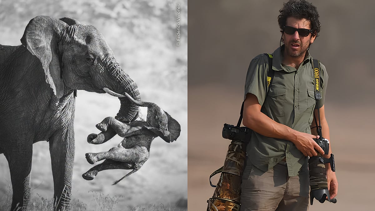 Heartbreaking Image Of 'Elephant Carrying A Dead Calf' Gets Federico Veronesi Wildlife Photographer Of The Year 2026 