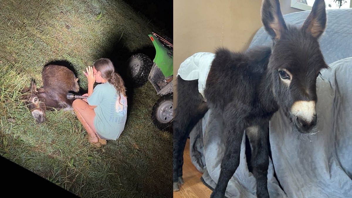 Pet Donkey 'HeeHaw' Shot Dead By Georgia Police Officer During Missing Child Search; Newly Released Bodycam Footage Shows Final Moments 