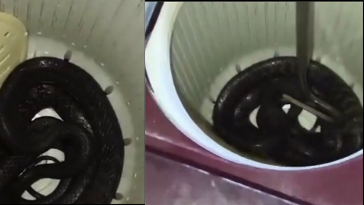 VIDEO: 7-Foot Long Snake Found Coiled In Washing Machine In Madhya Pradesh's Seoni 