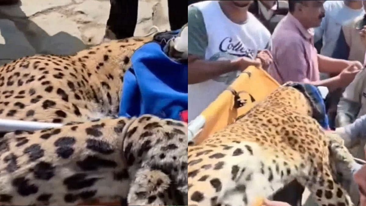 'Salute To Such Bravery': Disabled Nainital Woman Traps Leopard Inside House After It Chases Pet Dog Into Room
