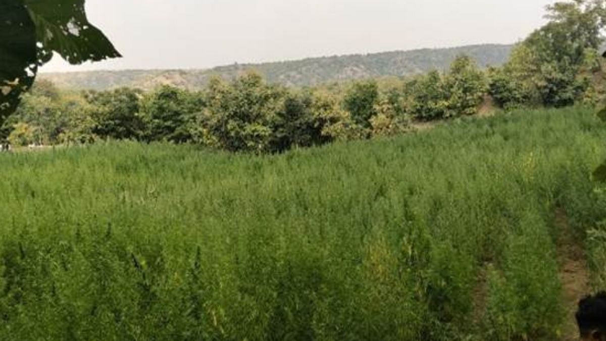 Maharashtra: DRI And CBN Destroy 7.08 Acres Of Illegal Cannabis Cultivation In Dhule Wildlife Sanctuary