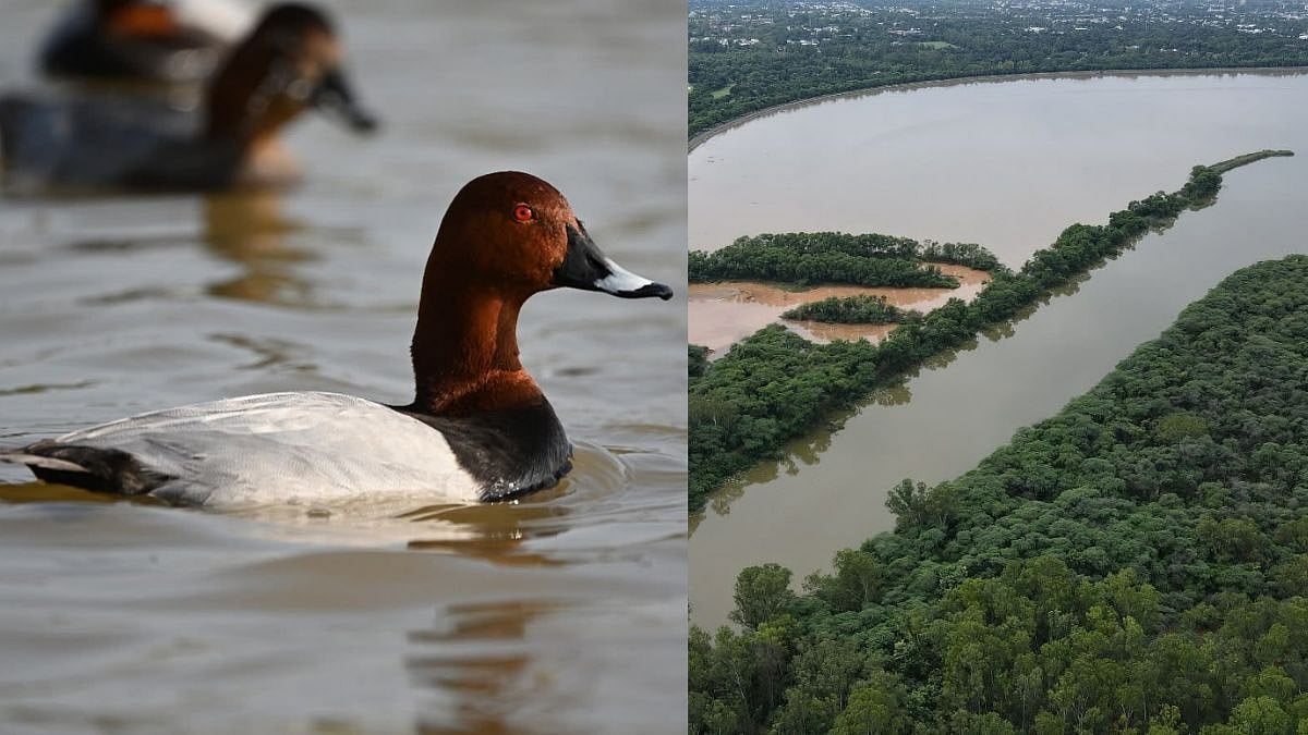 India’s Wetland Network Grows With Two New Additions: All About Sukhna Wetland And Sauj Jheel