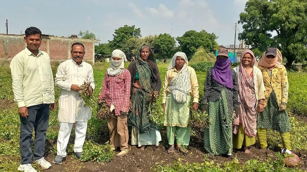 Madhya Pradesh Water Crisis Deepens! Low Rainfall Hits Groundnut Harvesting In Mandsaur, Dhar And Neemuch Brace For Drinking Water Shortages