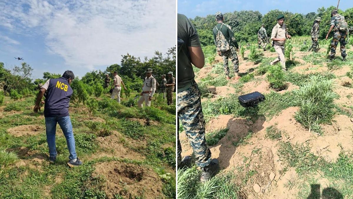 37,000 Cannabis Plants Destroyed Across 25 Acres In Sepahijala District During Joint Anti-Drug Operation