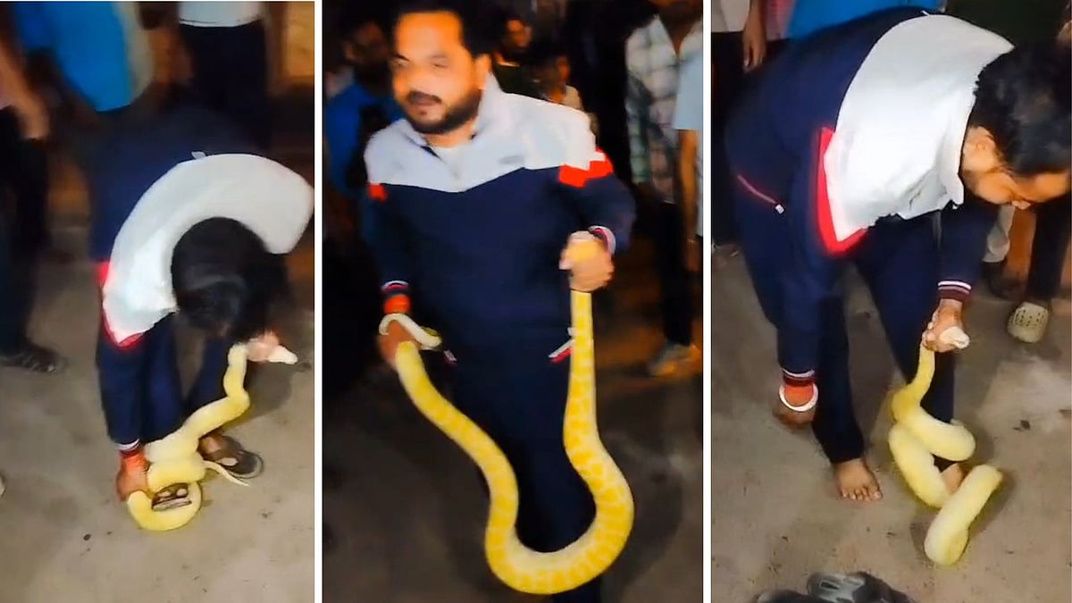 Rare White Python Triggers Panic Among Residents In Chhatarpur; Forest Team Investigates Reptile's Origin