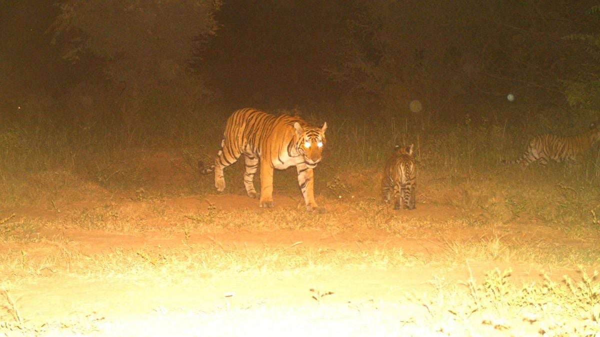 Sariska Tiger Reserve's Tiger Count Rises To 58 As Tigress ST-26 Is Spotted With Two Cubs