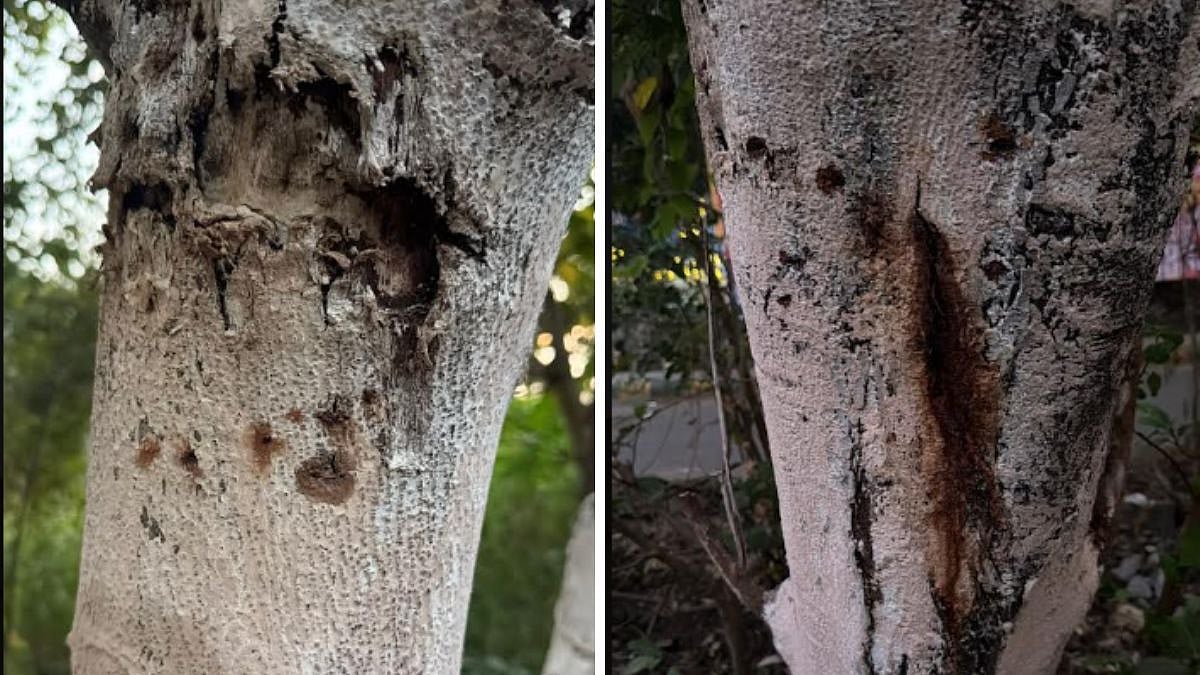 Belapur Tree Poisoning: Activists Approach PM Narendra Modi After Repeated Complaints To CIDCO, NMMC Go Unheeded