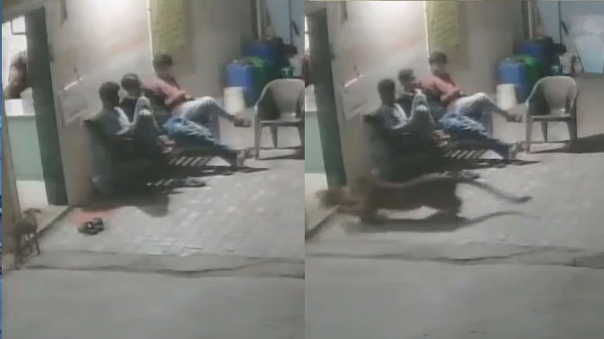 Gujarat: Leopard Snatches Dog From Outside Junagadh Ashram As People Sit Nearby; CCTV Captures Attack