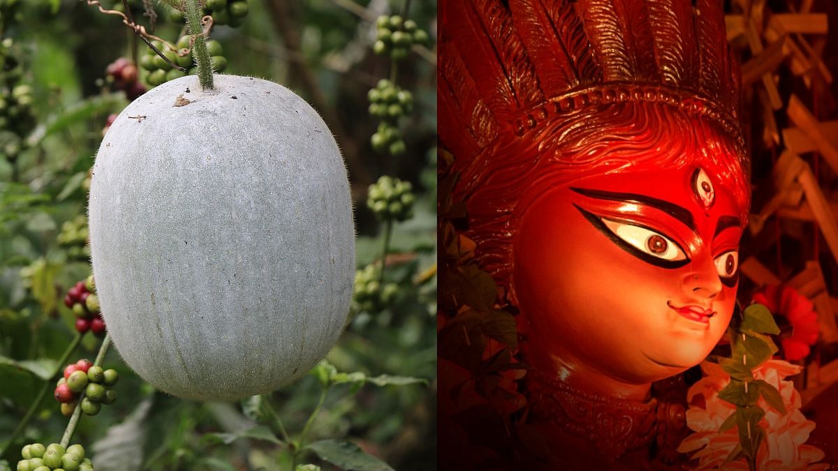 Ash Gourd In Durga Puja: Know Its Religious And Cultural Significance