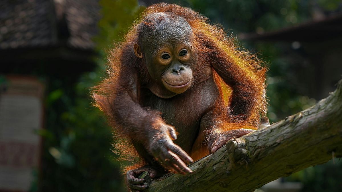 Home At Last: Orangutan Rescued From Tiny Cage In Maharashtra Returns To Indonesia