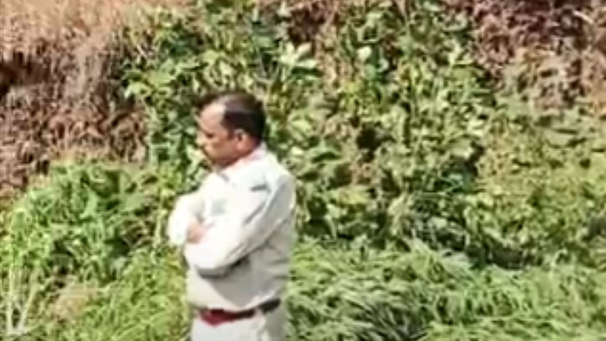 Cannabis Hidden Among Cotton And Tuar Crops, Police Seize Plants Worth ₹8.20 Crore In MP's Dhar