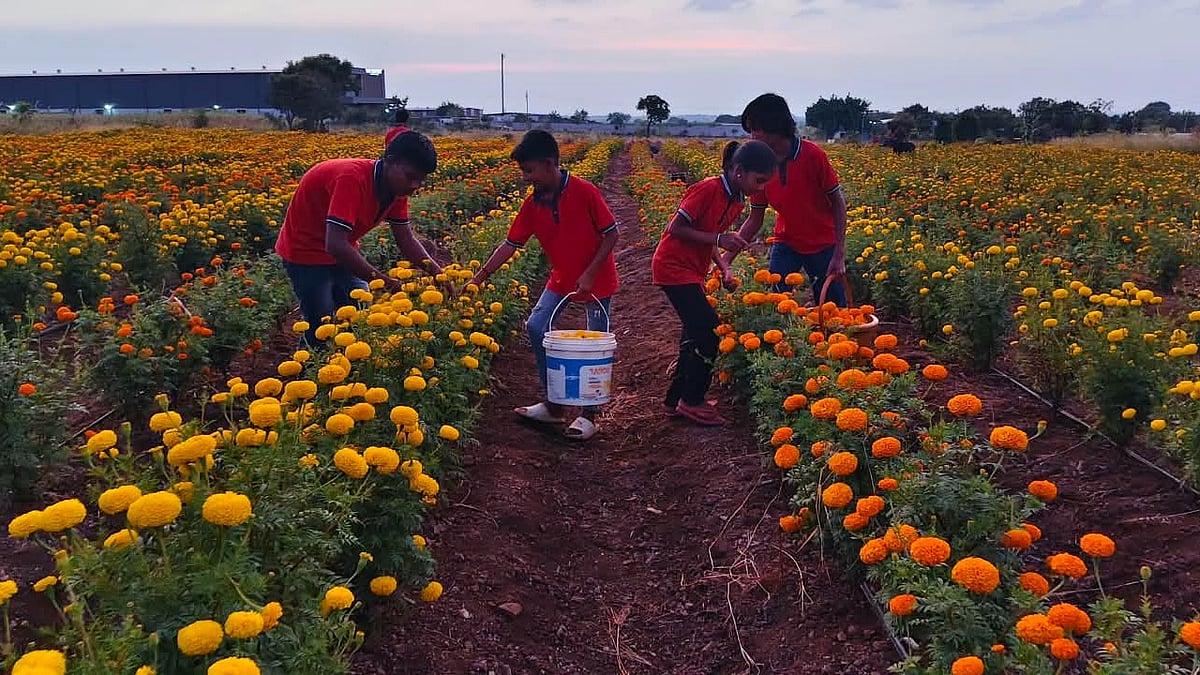 Angels Of Marathwada: Majha Ghar Children Turn Marigold Farming Into Life Lessons