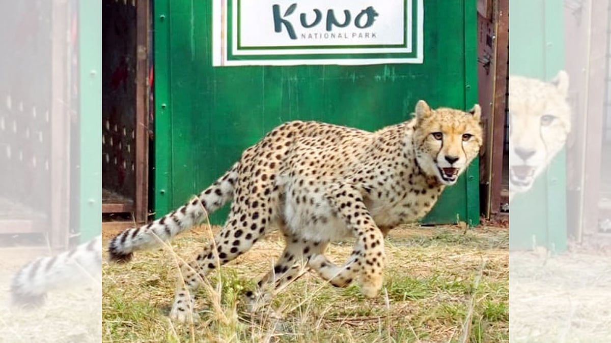 MP's Kuno Records 69% Cheetah Cub Survival Rate, Breeding Females Could Reach 30 By 2029