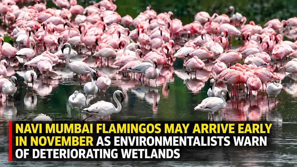 Navi Mumbai: Flamingos May Arrive Early In November As Environmentalists Warn Of Deteriorating Wetlands