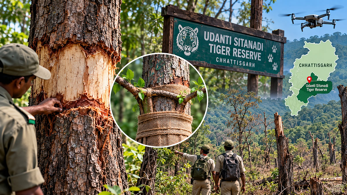 Chhattisgarh: Over 500 Damaged Trees In Udanti Sitanadi Tiger Reserve May Get ‘Surgery’ To Survive