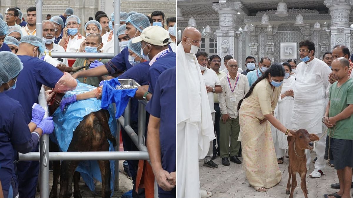 Mumbai: 40–50 Kg Of Plastic Removed From Cow’s Stomach At Veterinary Camp In Ghatkopar; Mayor Ritu Tawde Warns Against Plastic Waste | VIDEO