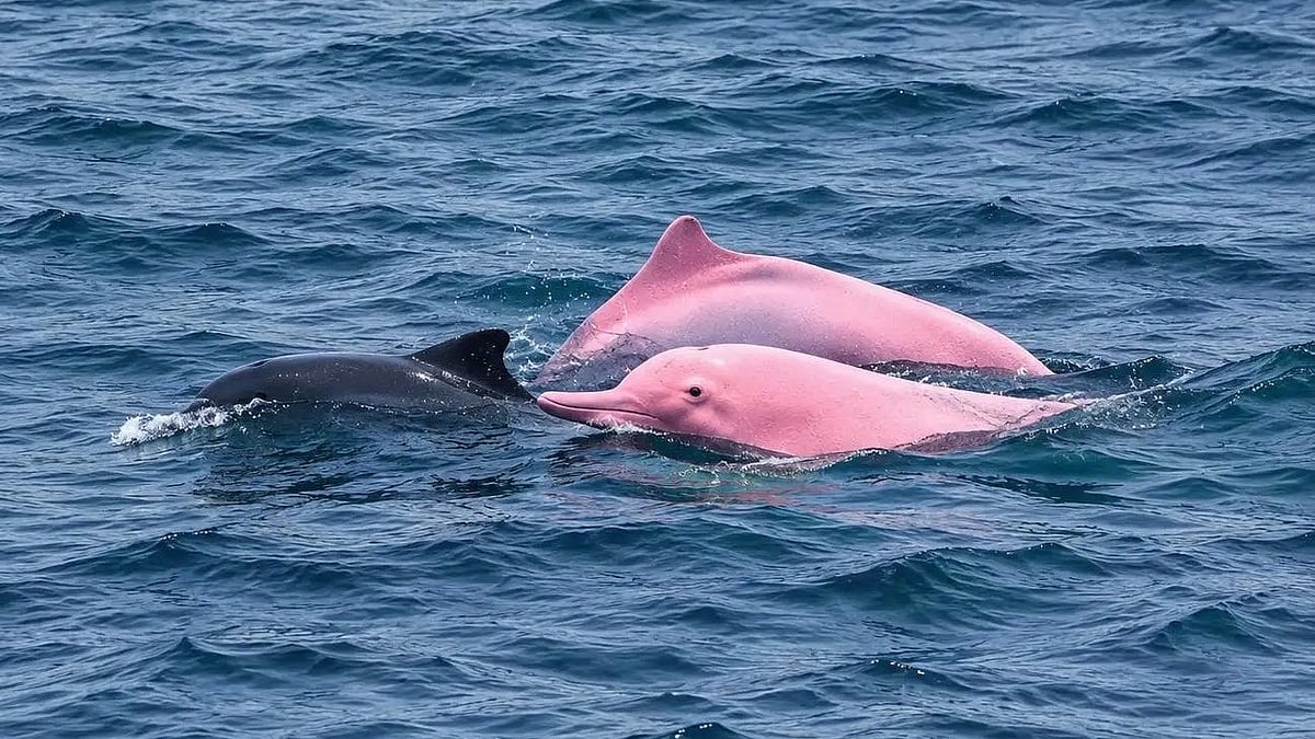 Pink Dolphins Spotted Near Qantab Beach In Oman’s Muscat, Rare Sighting Goes Viral - WATCH 
